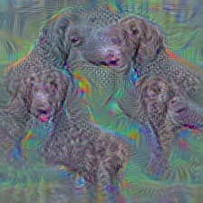 n02099267 flat-coated retriever